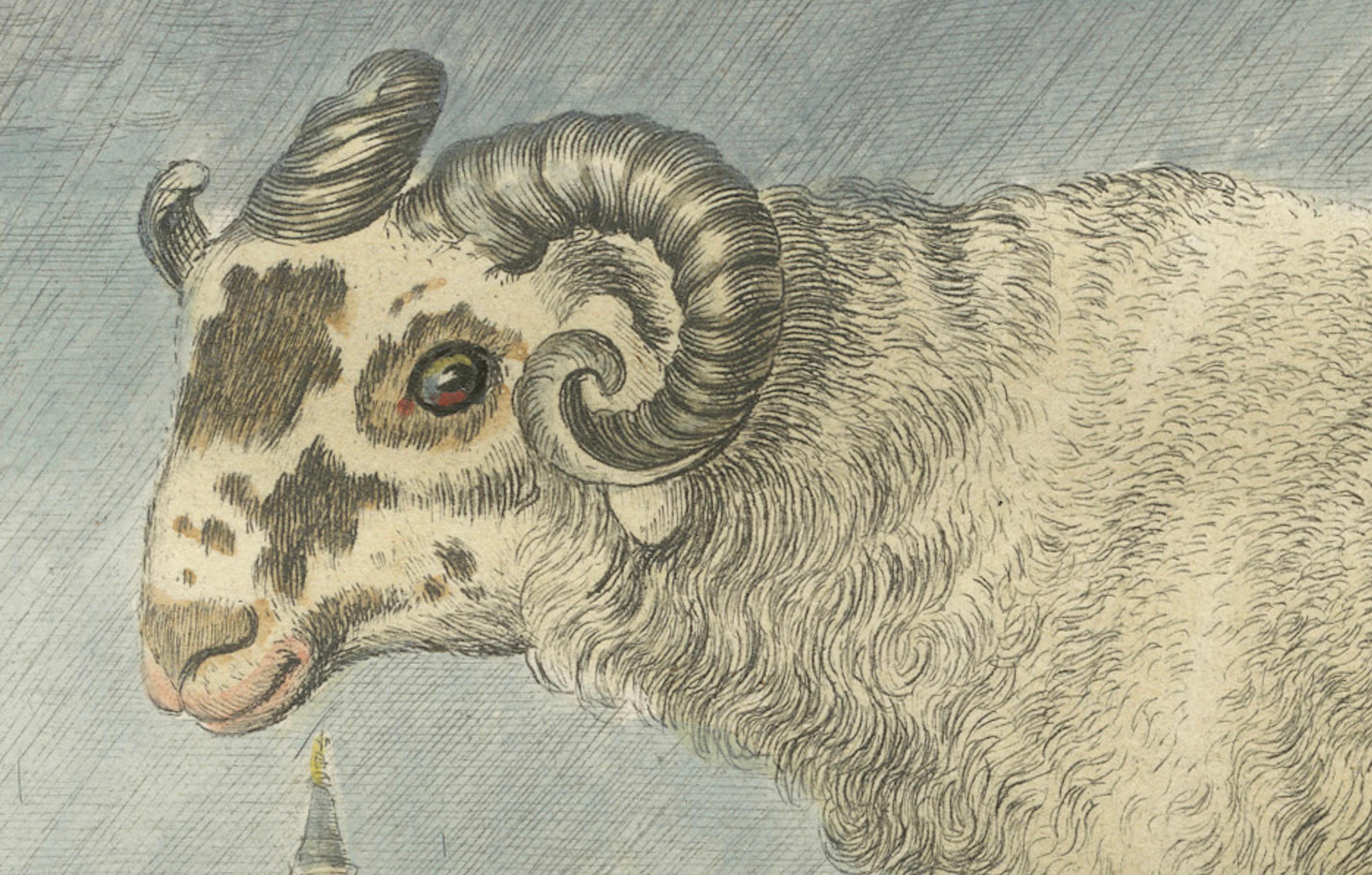 Seltener Barbary-Schaf-Stich - handkolorierte Ausgabe von Buffon Amsterdam, 1769 (Graviert) im Angebot