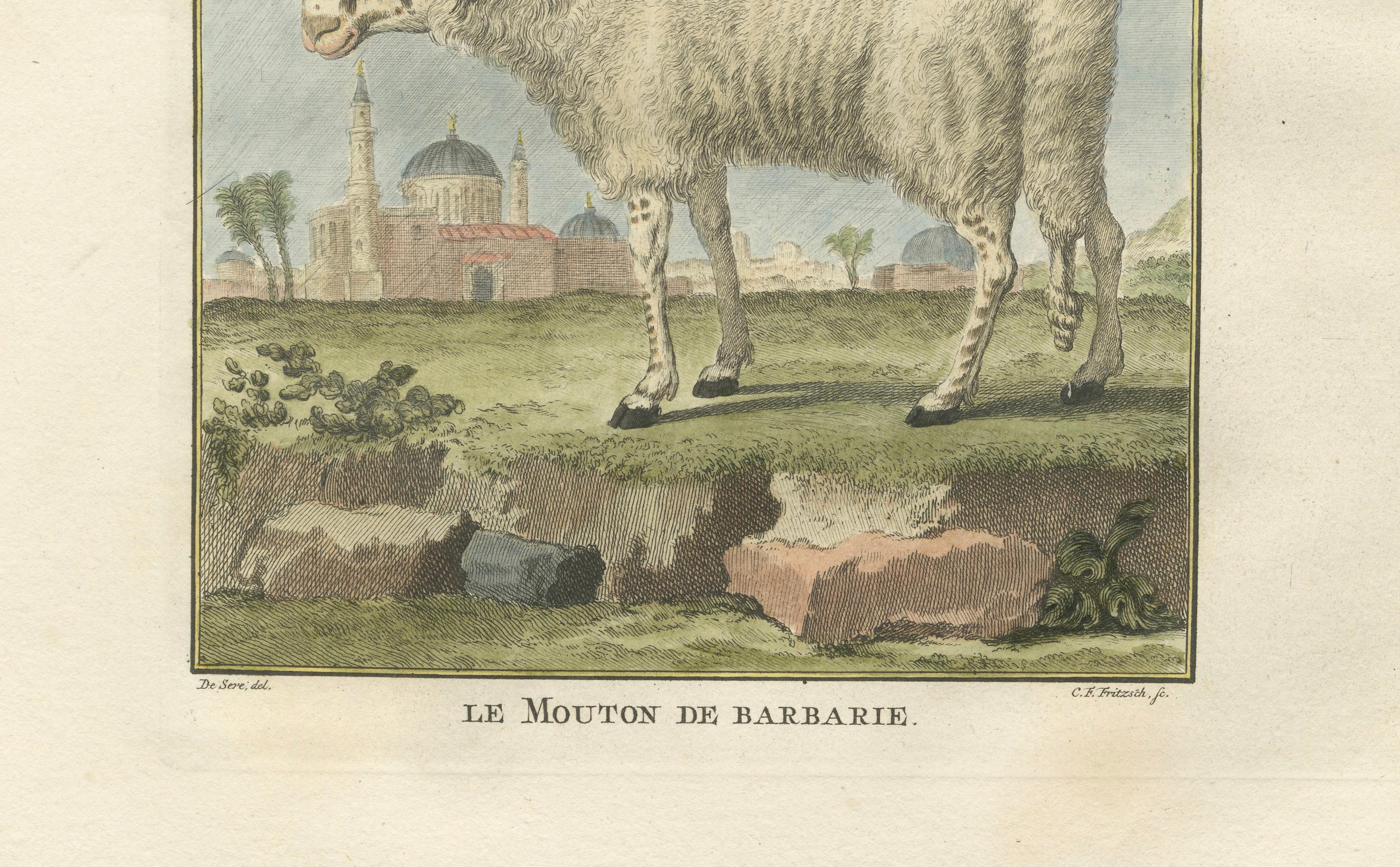Seltener Barbary-Schaf-Stich - handkolorierte Ausgabe von Buffon Amsterdam, 1769 im Zustand „Gut“ im Angebot in Langweer, NL