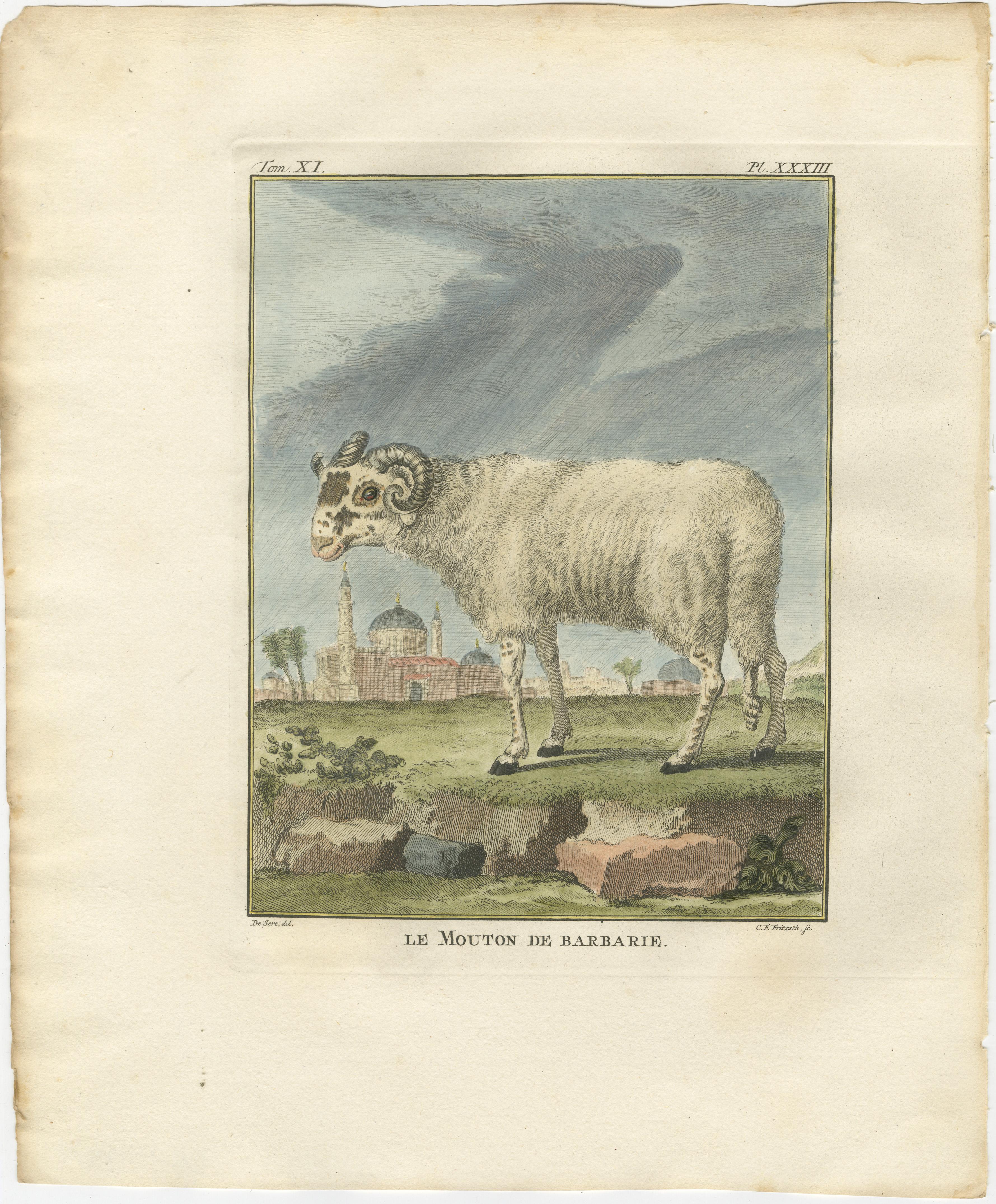 Seltener Barbary-Schaf-Stich - handkolorierte Ausgabe von Buffon Amsterdam, 1769 (18. Jahrhundert) im Angebot