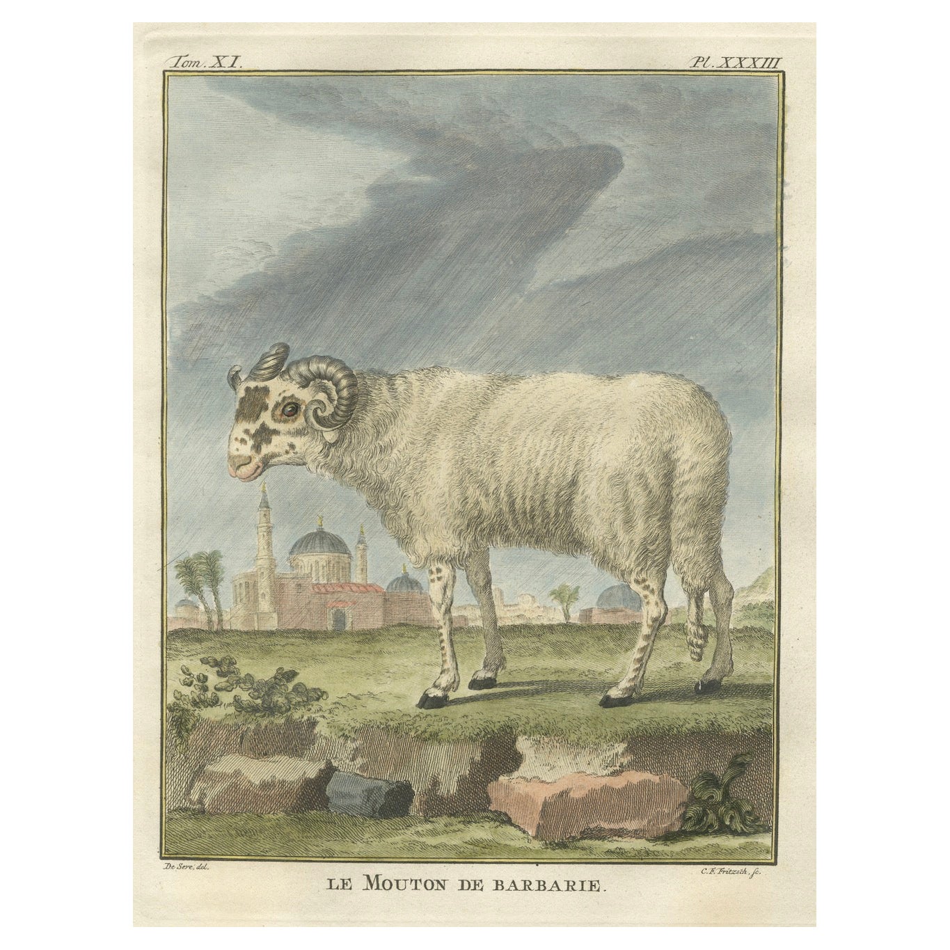 Gravure rare sur le mouton de Barbarie - Édition Buffon Amsterdam, 1769, coloriée à la main