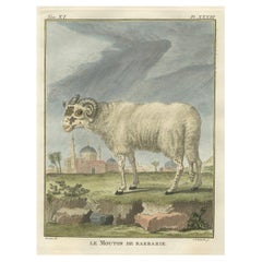 Antique Rare Barbary Sheep Engraving – Hand-Coloured Buffon Amsterdam Edition, 1769
