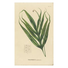 Rare, Beautiful, Handcolored Lithograph of Ferns of Java (Polypodium), 1829