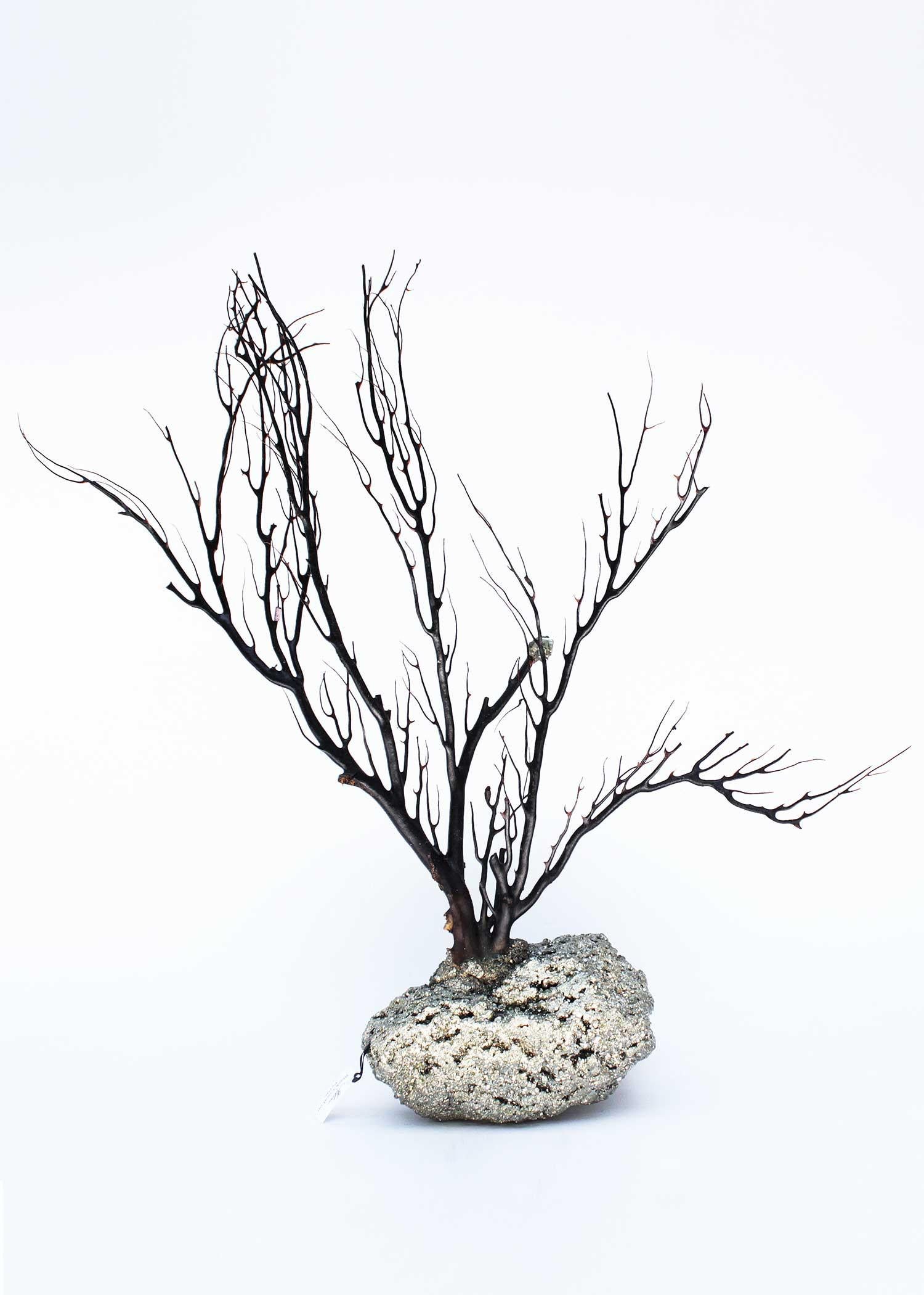 Rare black coral on a pyrite crystal base with a fossilized seashell.

Black coral is a unique and extremely slow growing coral typically found at extreme depths.

The piece was put together by Jean O'Reilly Barlow, the artist and creative director