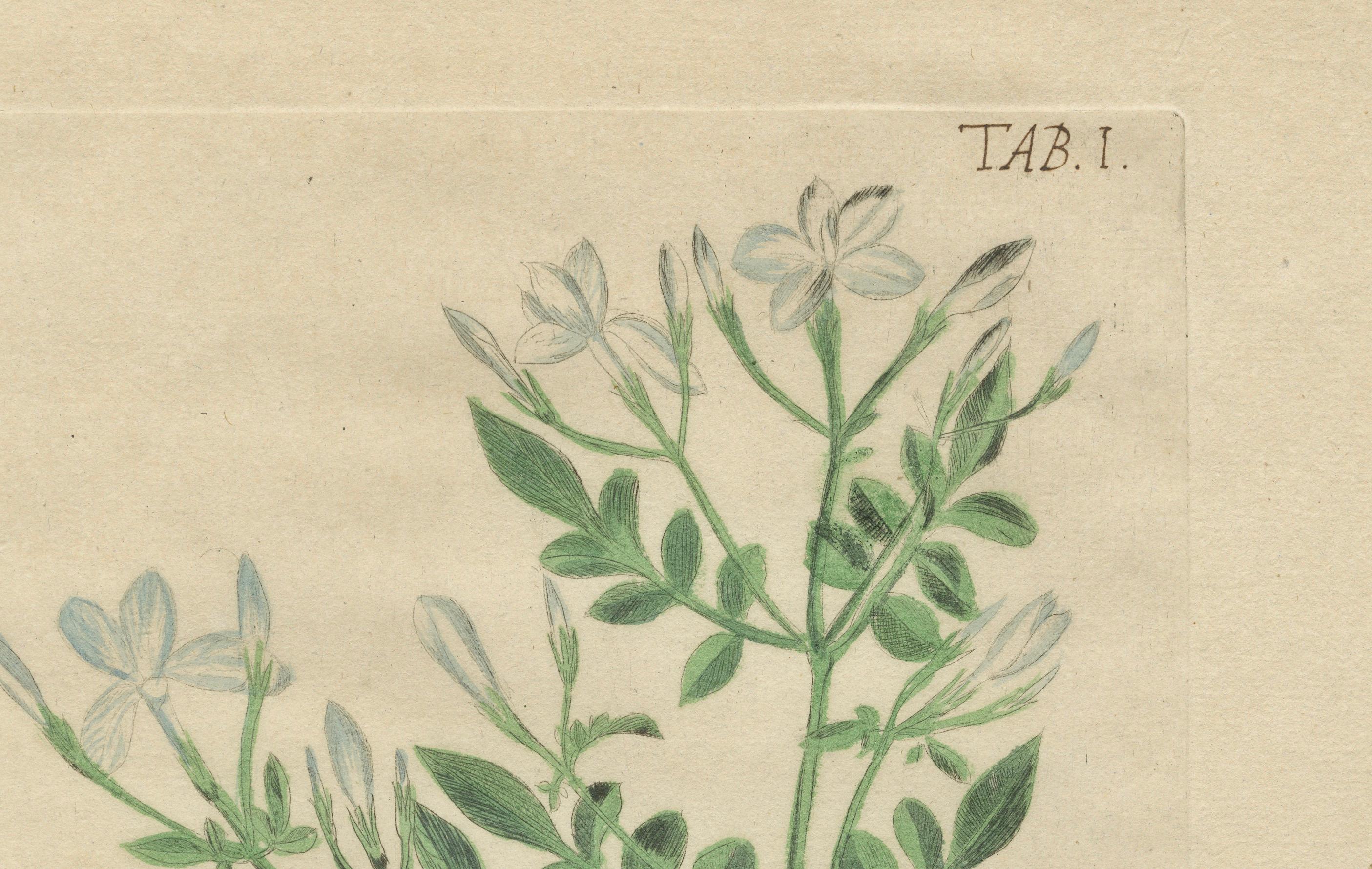 Rare Botanical Beauties with Butterflies – 1775 Plates from Meerburgh’s Garden For Sale 3