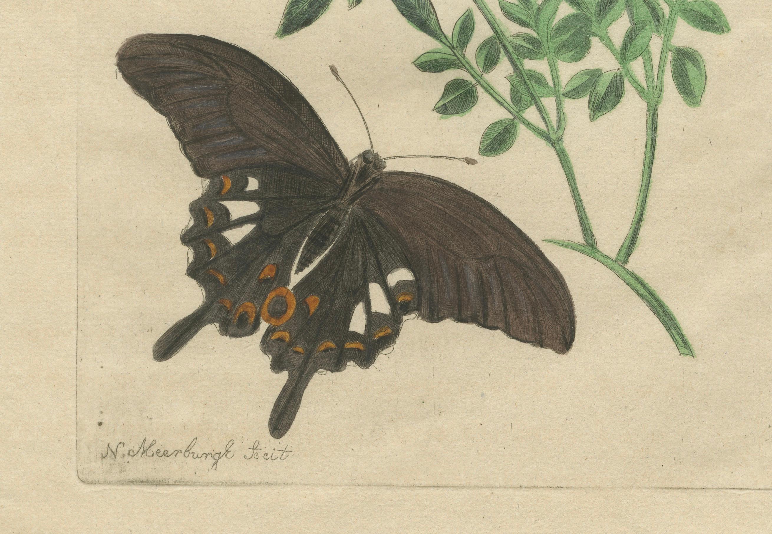 Rare Botanical Beauties with Butterflies – 1775 Plates from Meerburgh’s Garden For Sale 4