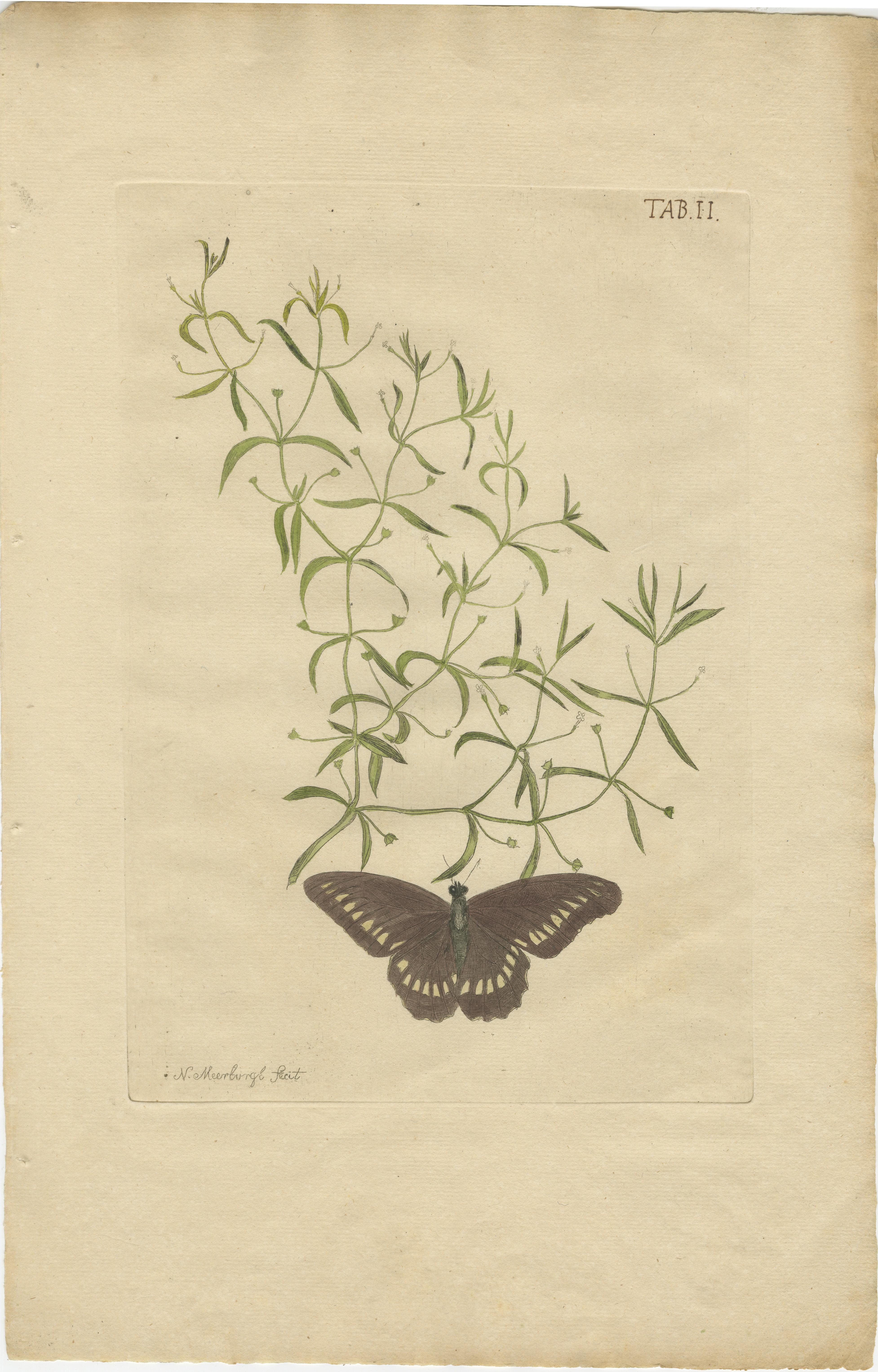 Dutch Rare Botanical Beauties with Butterflies – 1775 Plates from Meerburgh’s Garden For Sale