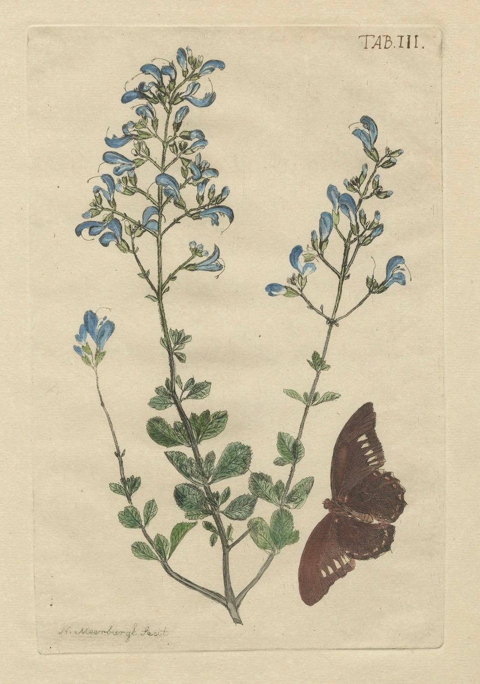 Paper Rare Botanical Beauties with Butterflies – 1775 Plates from Meerburgh’s Garden For Sale