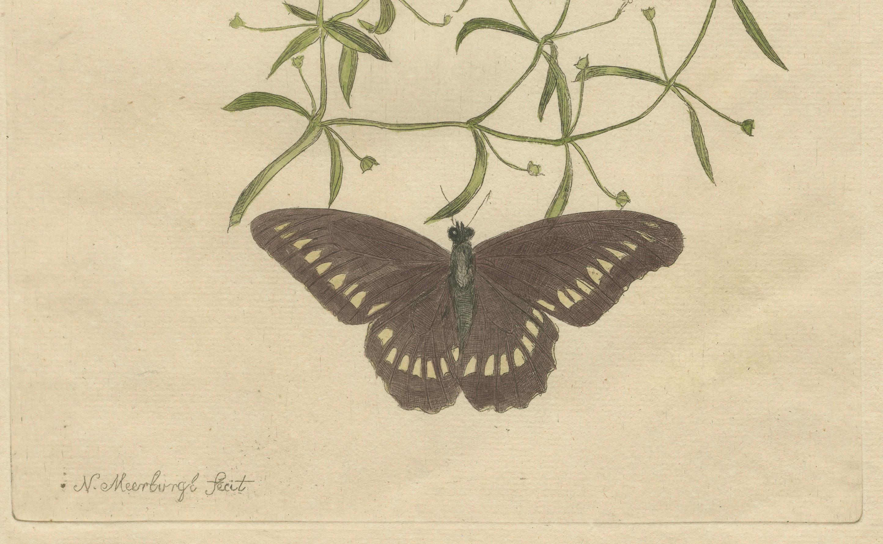 Rare Botanical Beauties with Butterflies – 1775 Plates from Meerburgh’s Garden For Sale 1