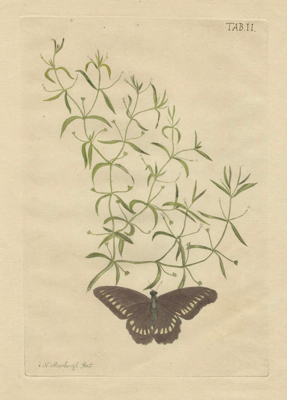 Rare Botanical Beauties with Butterflies – 1775 Plates from Meerburgh’s Garden For Sale 2