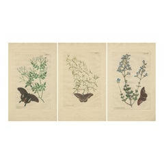 Rare Botanical Beauties with Butterflies – 1775 Plates from Meerburgh’s Garden