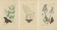 Rare Botanical Beauties with Butterflies – 1775 Plates from Meerburgh’s Garden