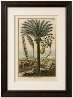 Rare Botanical Date Palm Engraving by J.C. Volkamer, Nazareth, 1713