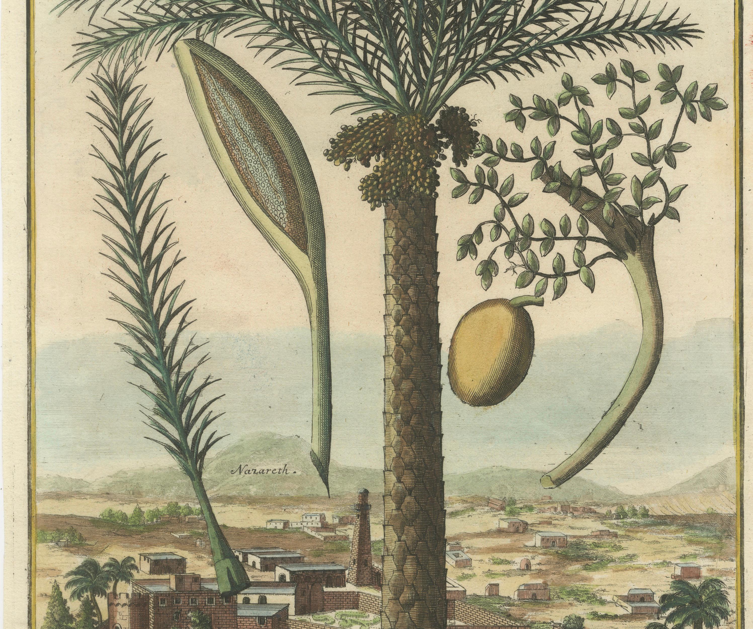 Rare Botanical Date Palm Engraving by J.C. Volkamer, Nazareth, 1713