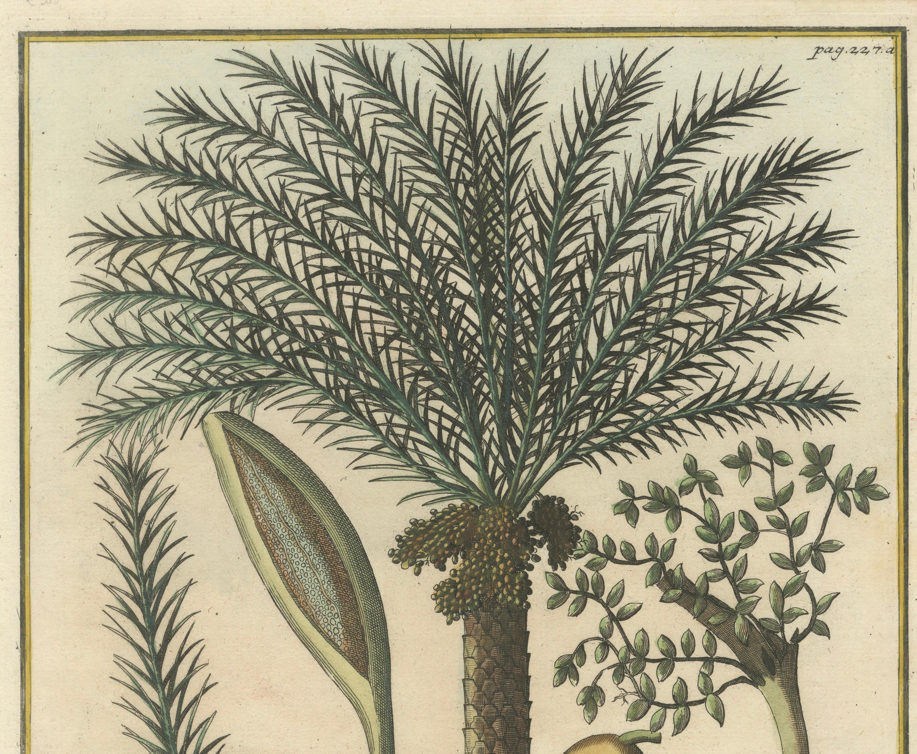 Rare Botanical Date Palm Engraving by J.C. Volkamer, Nazareth, 1713