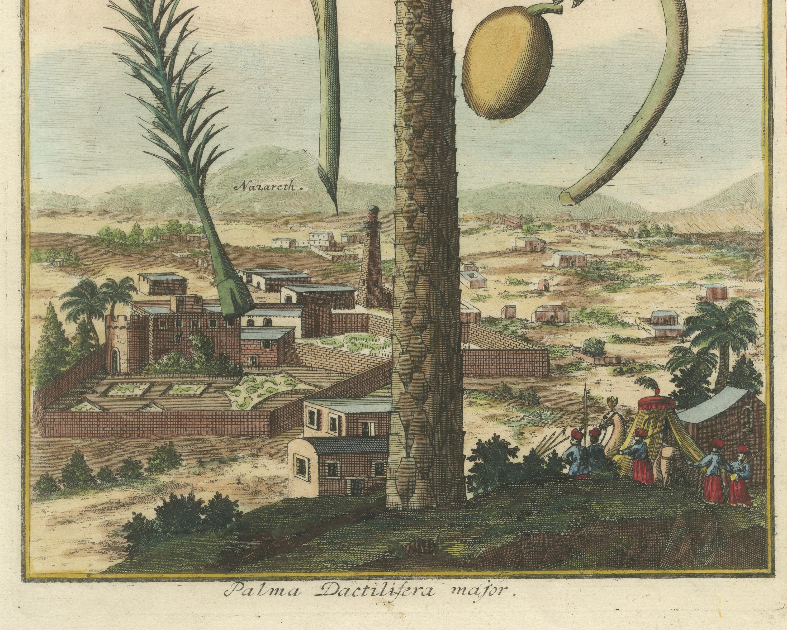 Rare Botanical Date Palm Engraving by J.C. Volkamer, Nazareth, 1713