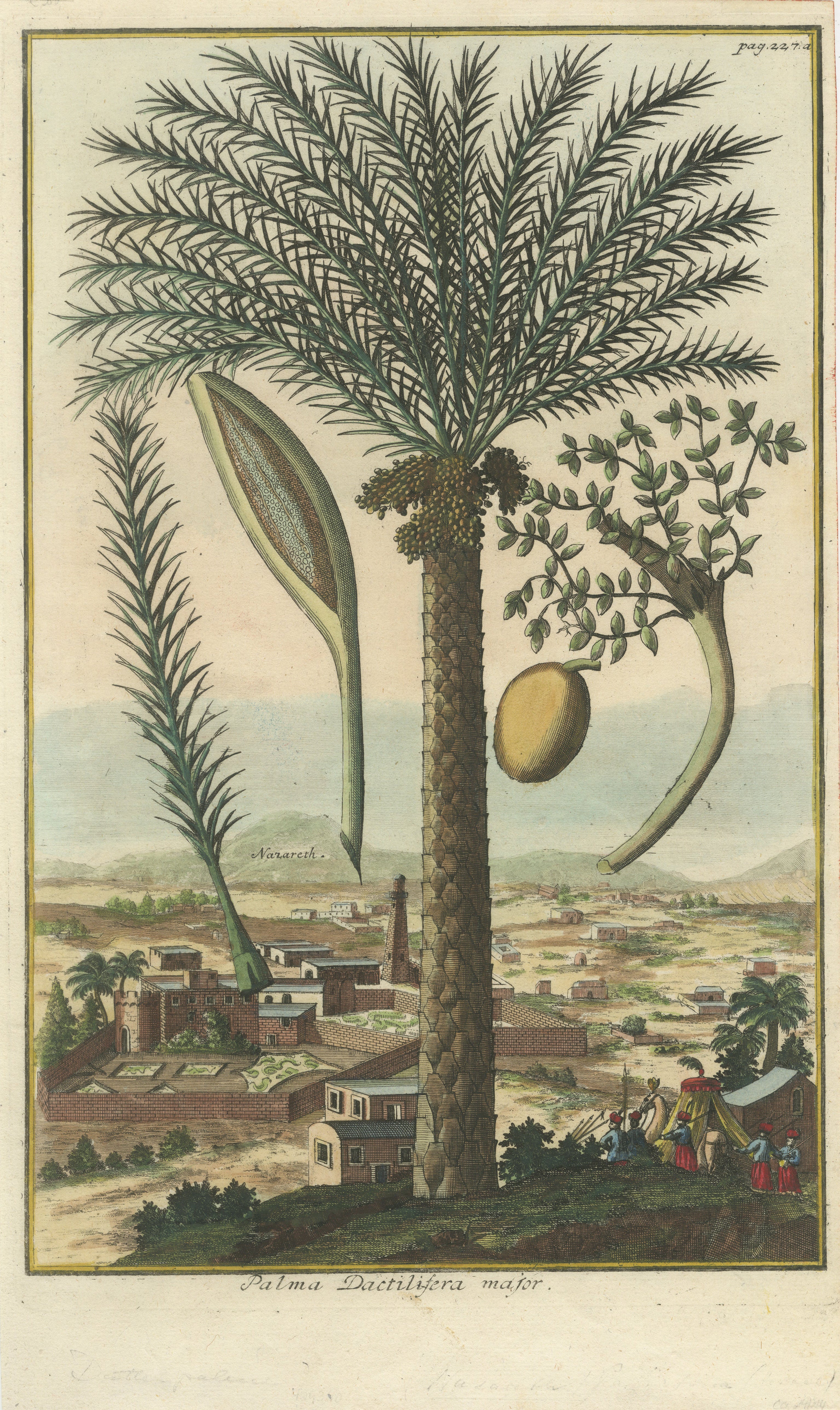 Rare Botanical Date Palm Engraving by J.C. Volkamer, Nazareth, 1713