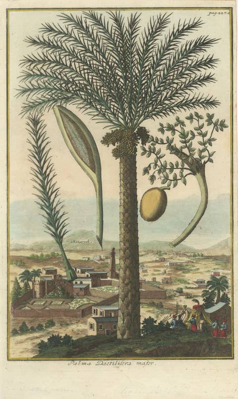 Rare Botanical Date Palm Engraving by J.C. Volkamer, Nazareth, 1713