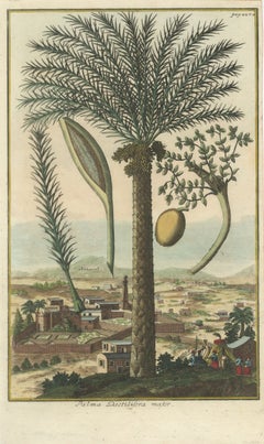 Rare Botanical Date Palm Engraving by J.C. Volkamer, Nazareth, 1713