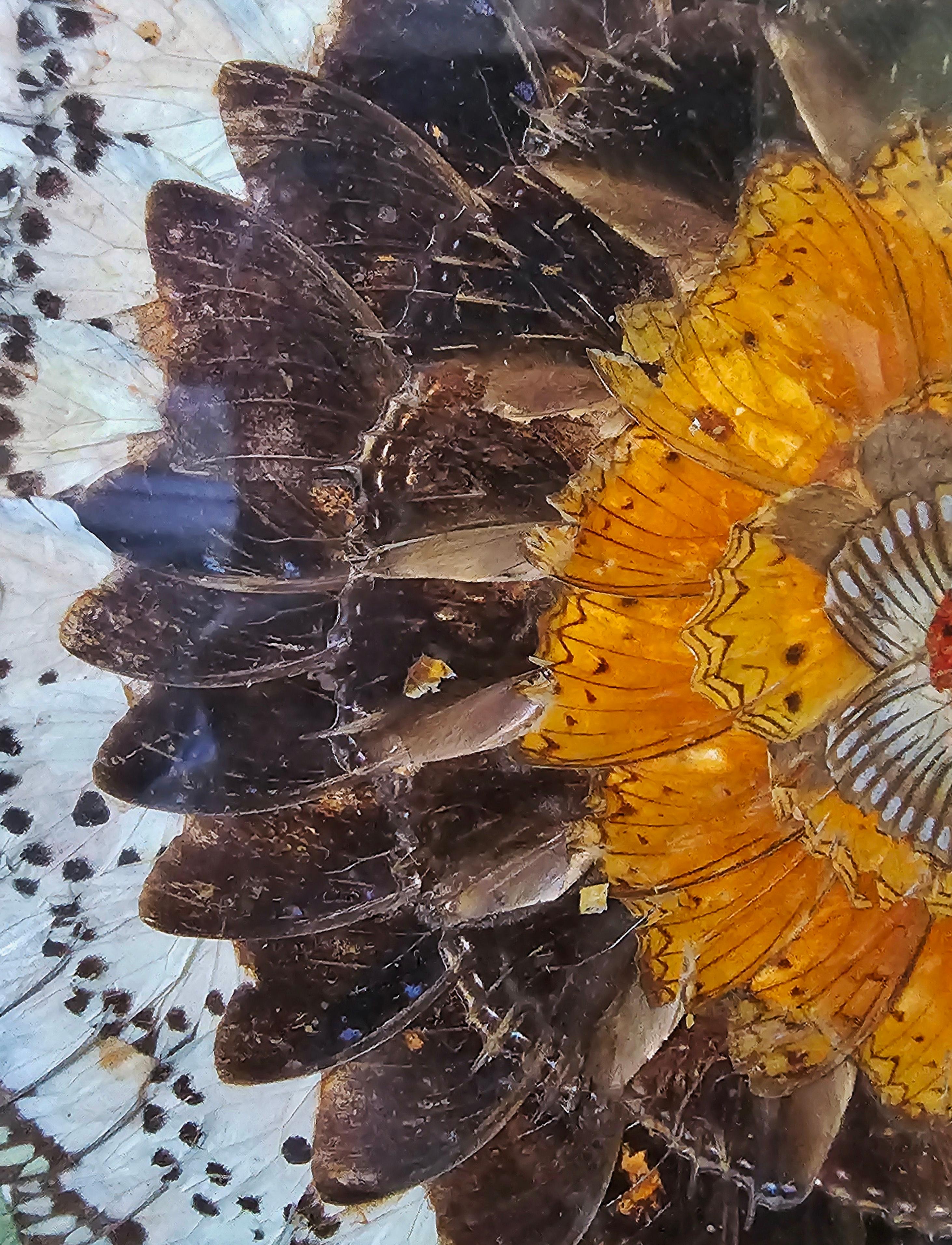 Mid-20th Century Rare Butterfly Wings Kaleidoscope, framed wall mount art, France 1930s For Sale