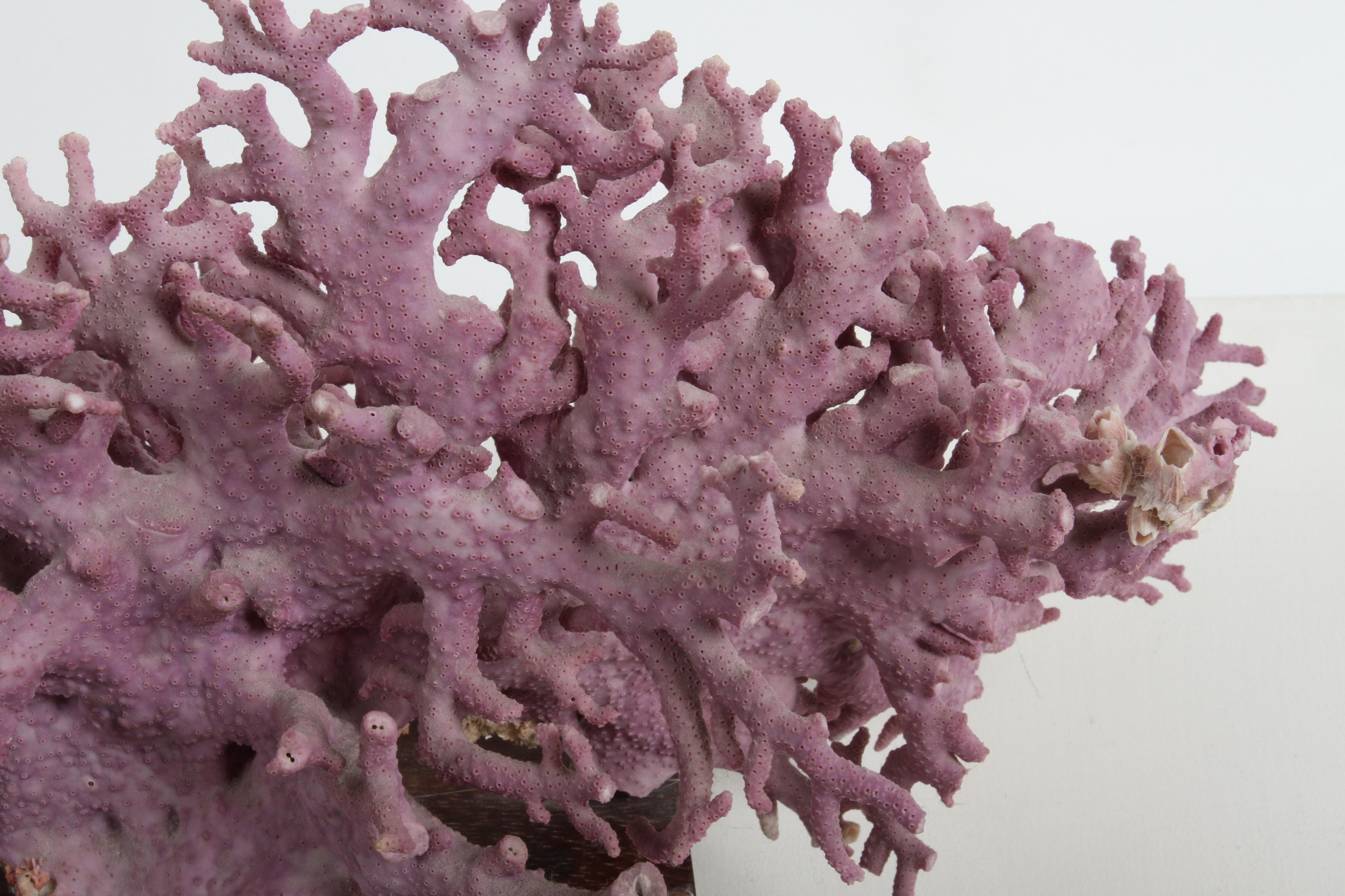 Rare California Purple Coral Specimen Allopora Californica on Asian Wood Stand For Sale 3