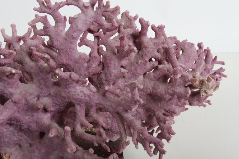 Rare California Purple Coral Specimen Allopora Californica on Asian Wood Stand For Sale 4