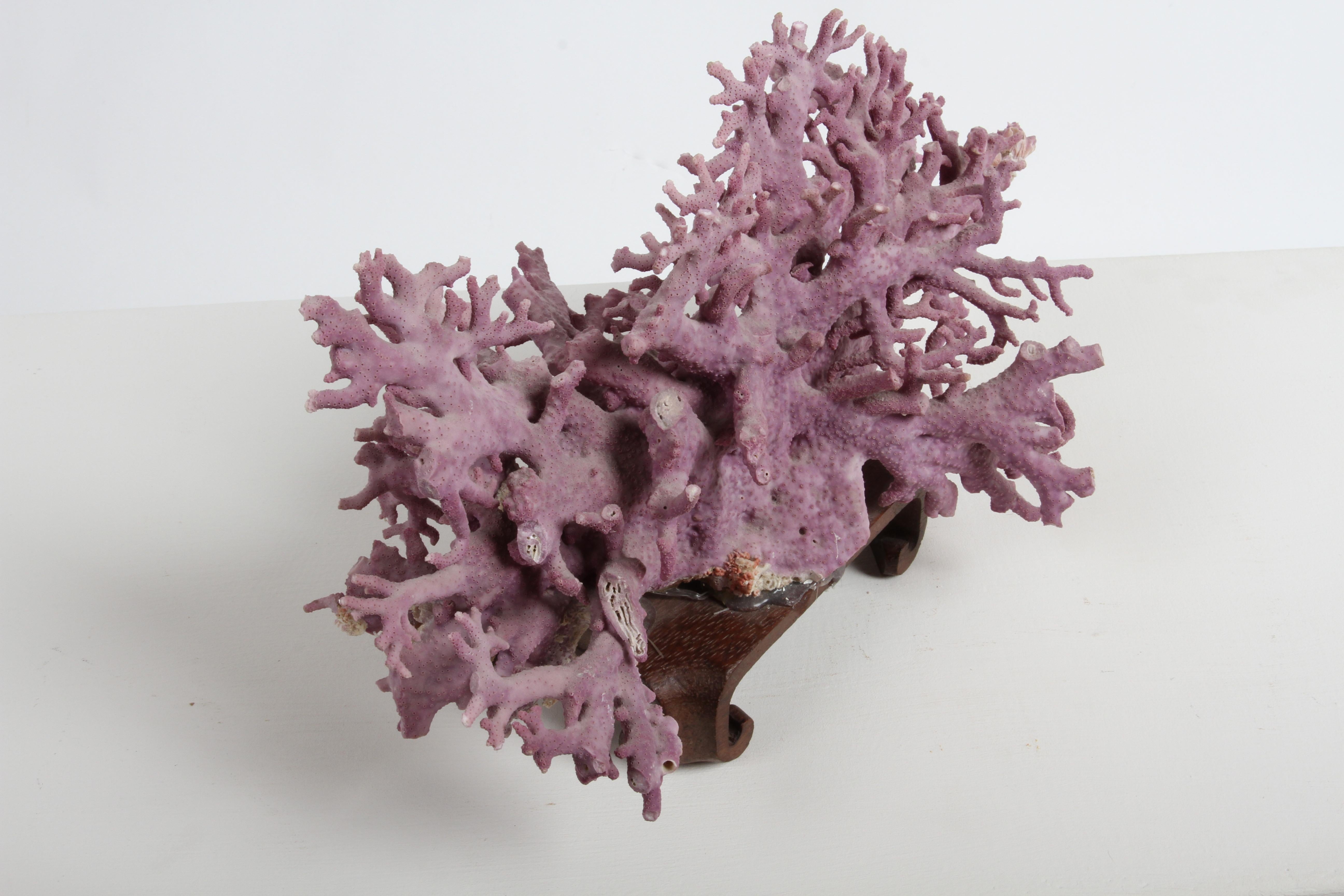 Rare California Purple Coral Specimen Allopora Californica on Asian Wood Stand For Sale 4