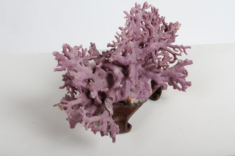 Rare California Purple Coral Specimen Allopora Californica on Asian Wood Stand For Sale 5