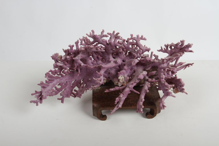 Rare California Purple Coral Specimen Allopora Californica on Asian Wood Stand For Sale 6