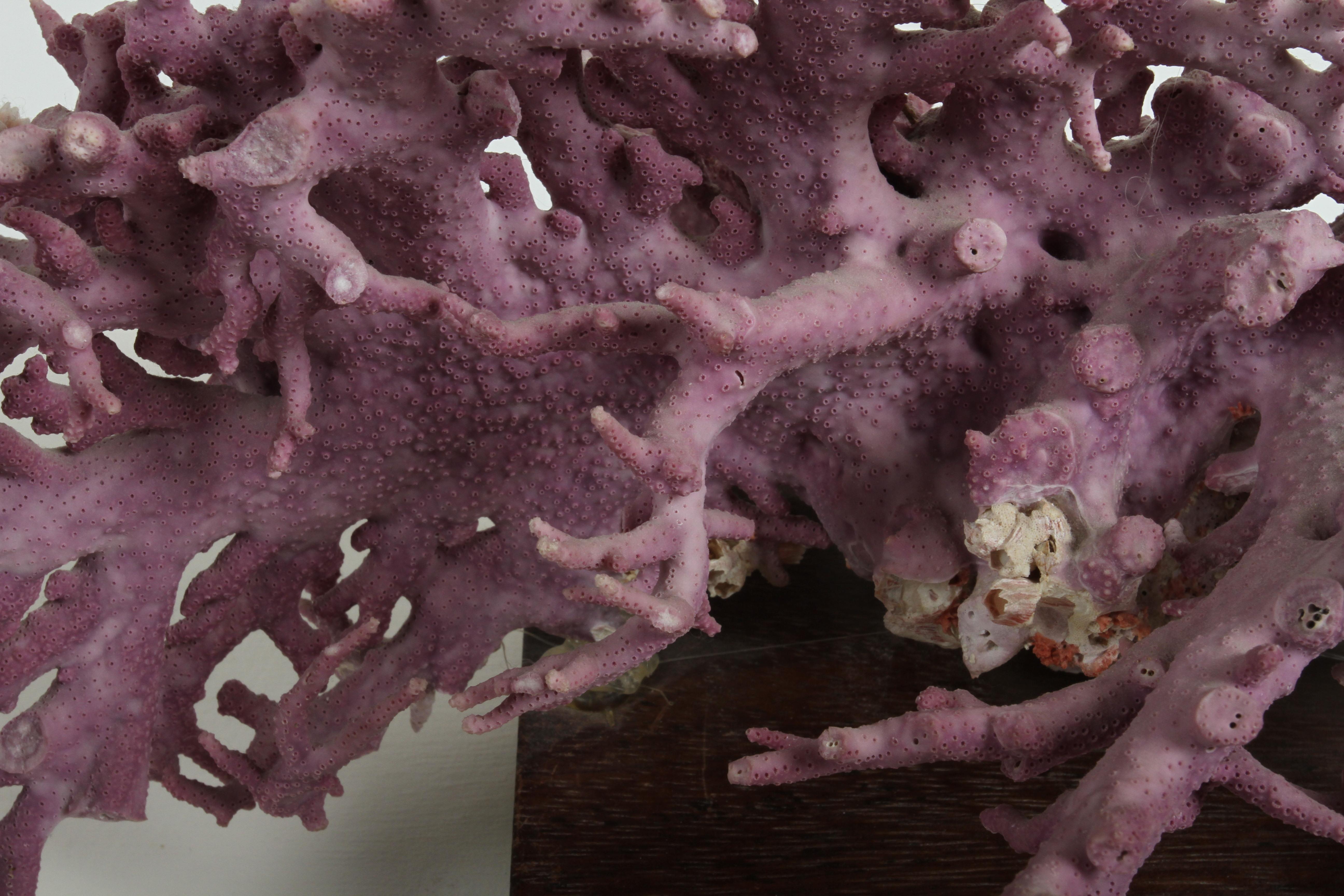Rare California Purple Coral Specimen Allopora Californica on Asian Wood Stand For Sale 6