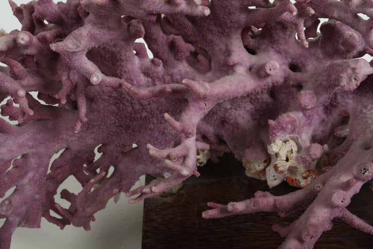 Rare California Purple Coral Specimen Allopora Californica on Asian Wood Stand For Sale 7