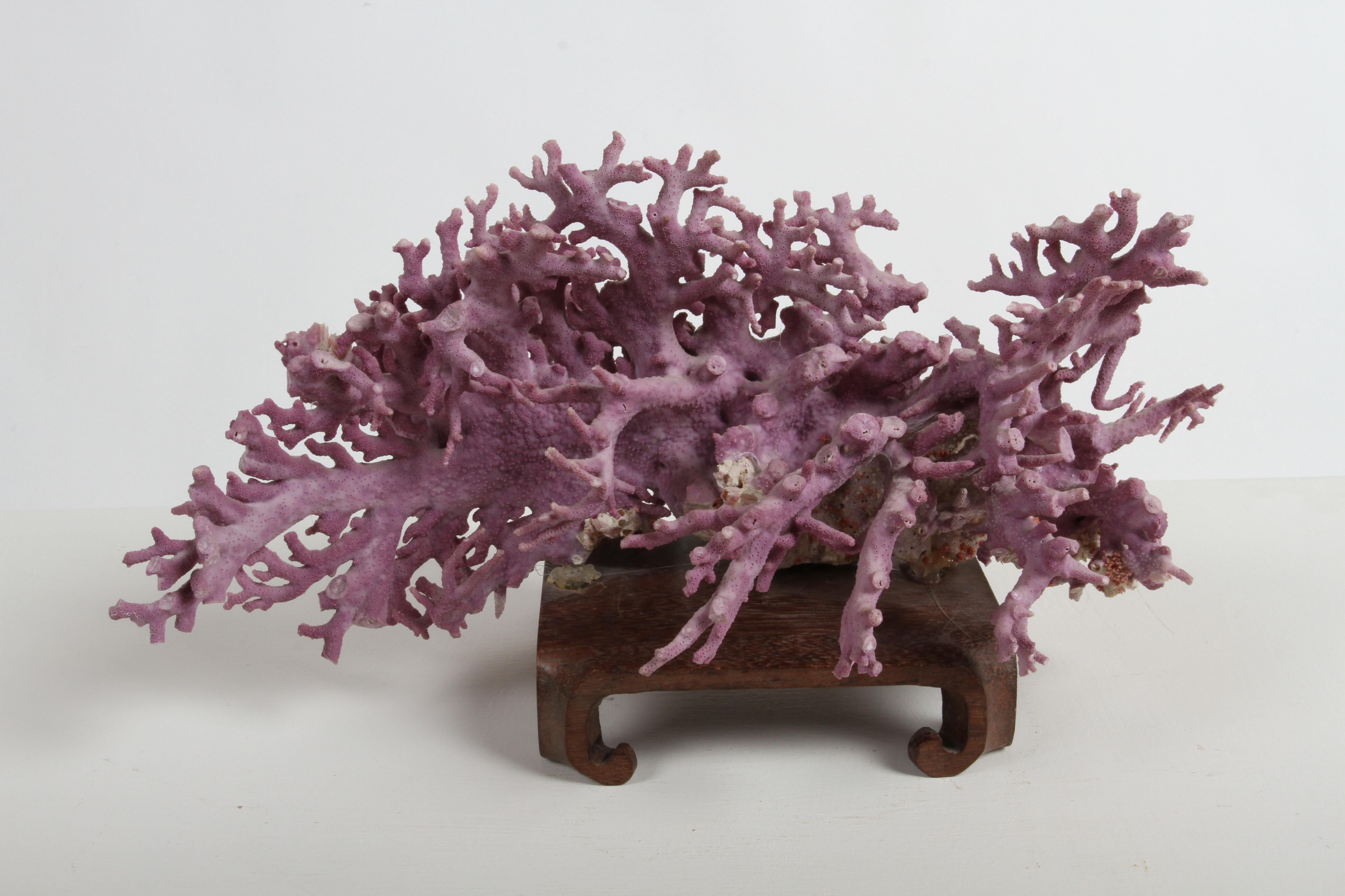 Rare California Purple Coral Specimen Allopora Californica on Asian Wood Stand For Sale 7