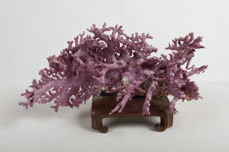 Rare California Purple Coral Specimen Allopora Californica on Asian Wood Stand For Sale 8