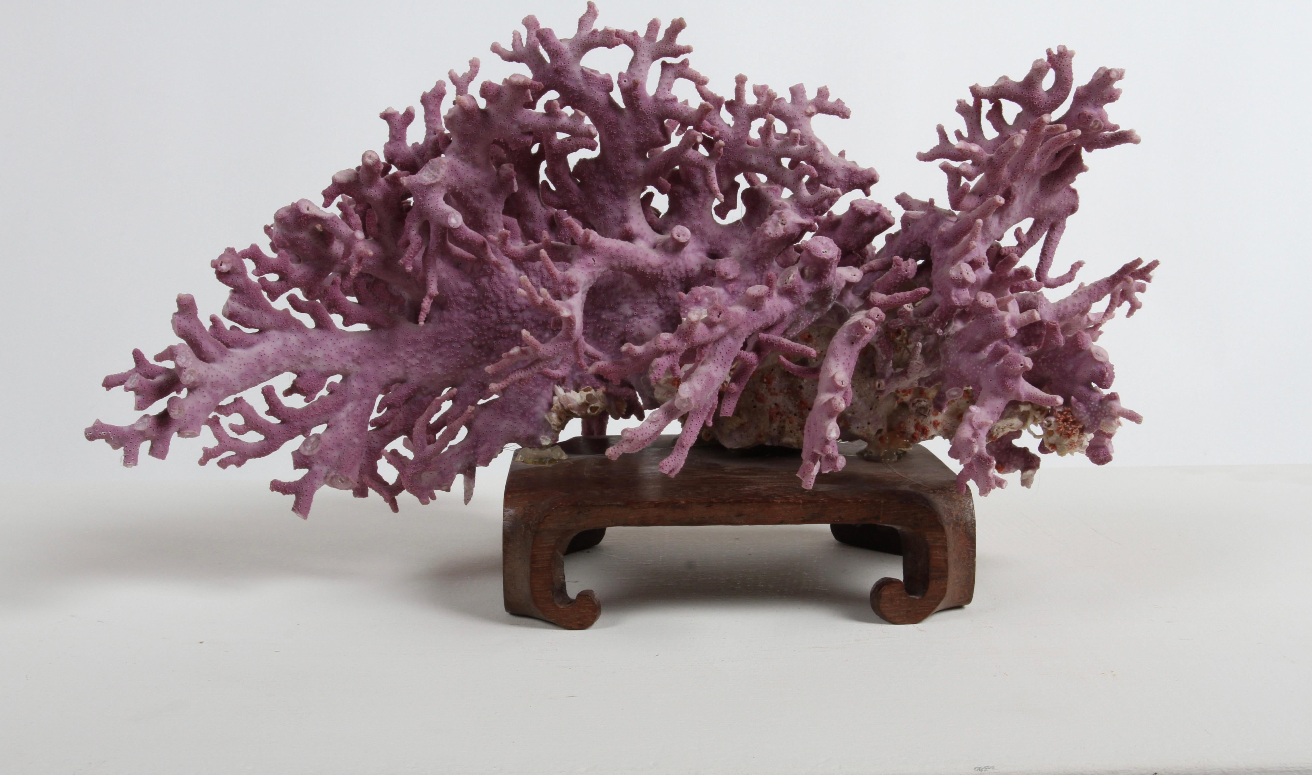 Rare California Purple Coral Specimen Allopora Californica on Asian Wood Stand For Sale 8