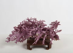 Rare California Purple Coral Specimen Allopora Californica on Asian Wood Stand