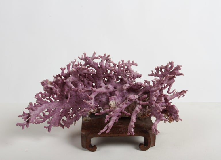 Rare authentic natural California Purple Coral or Allopora Californica from Catalina Island region mounted on Asian form base, c.1960s. 

Allopora californica, otherwise known as purple hydrocoral, is found in deep water off the coast of