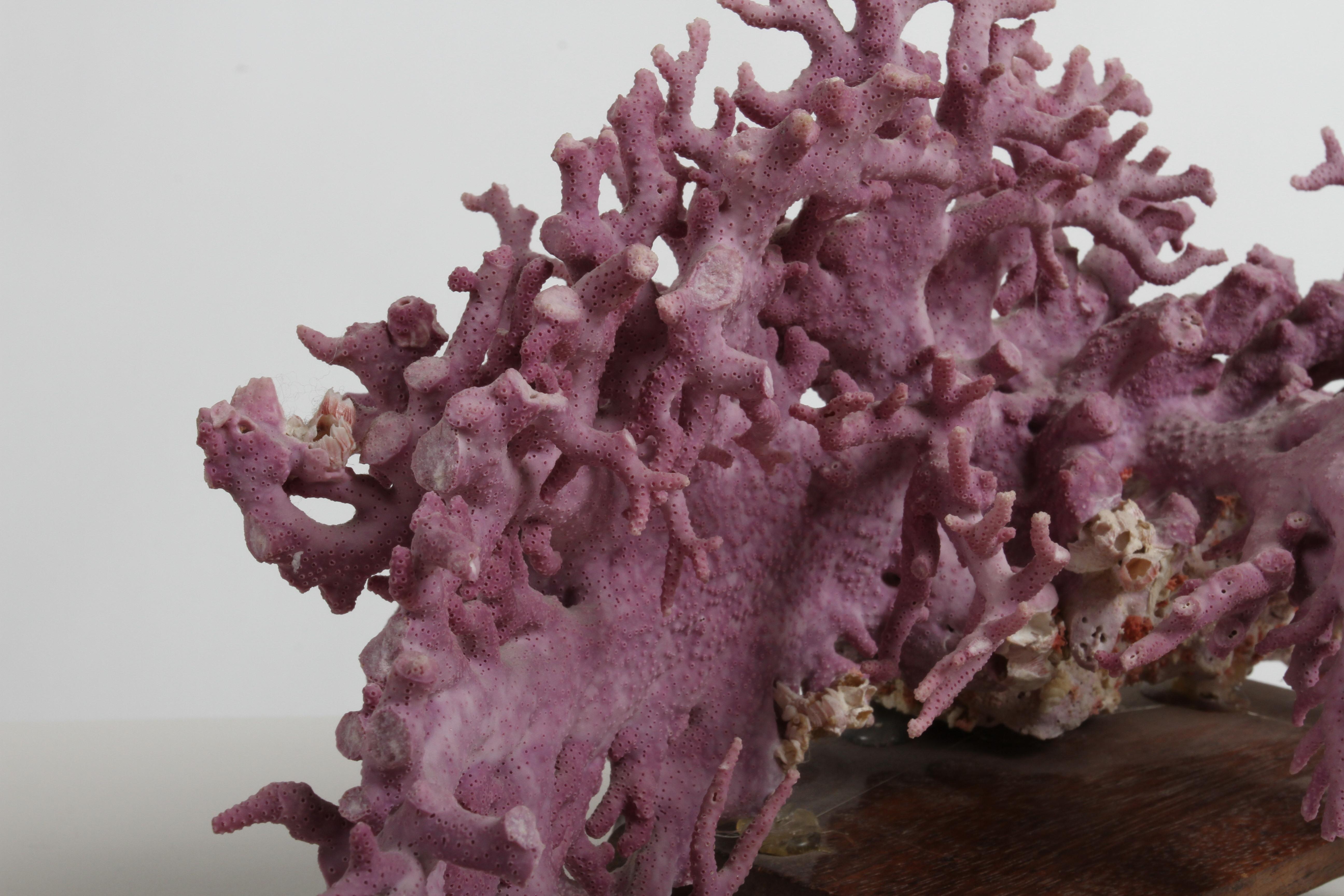 Organic Modern Rare California Purple Coral Specimen Allopora Californica on Asian Wood Stand For Sale