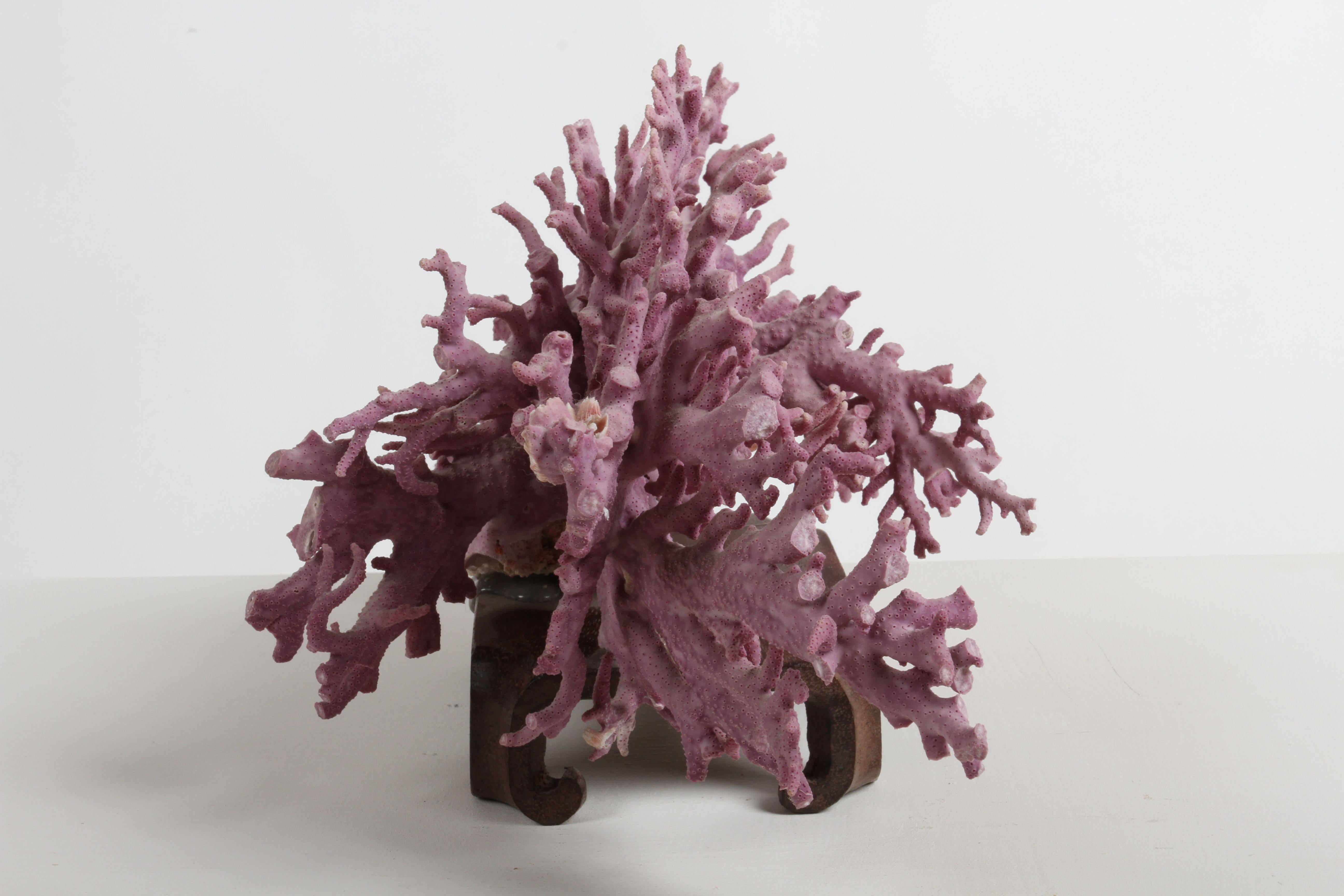 American Rare California Purple Coral Specimen Allopora Californica on Asian Wood Stand For Sale