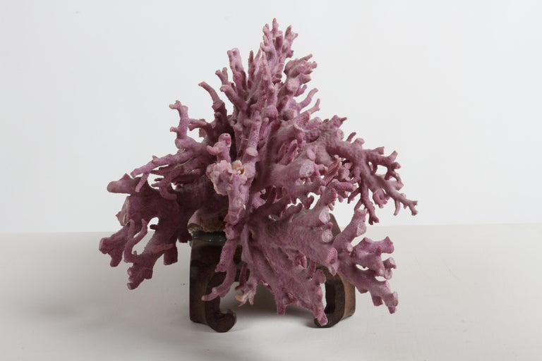 Rare California Purple Coral Specimen Allopora Californica on Asian Wood Stand In Good Condition For Sale In St. Louis, MO