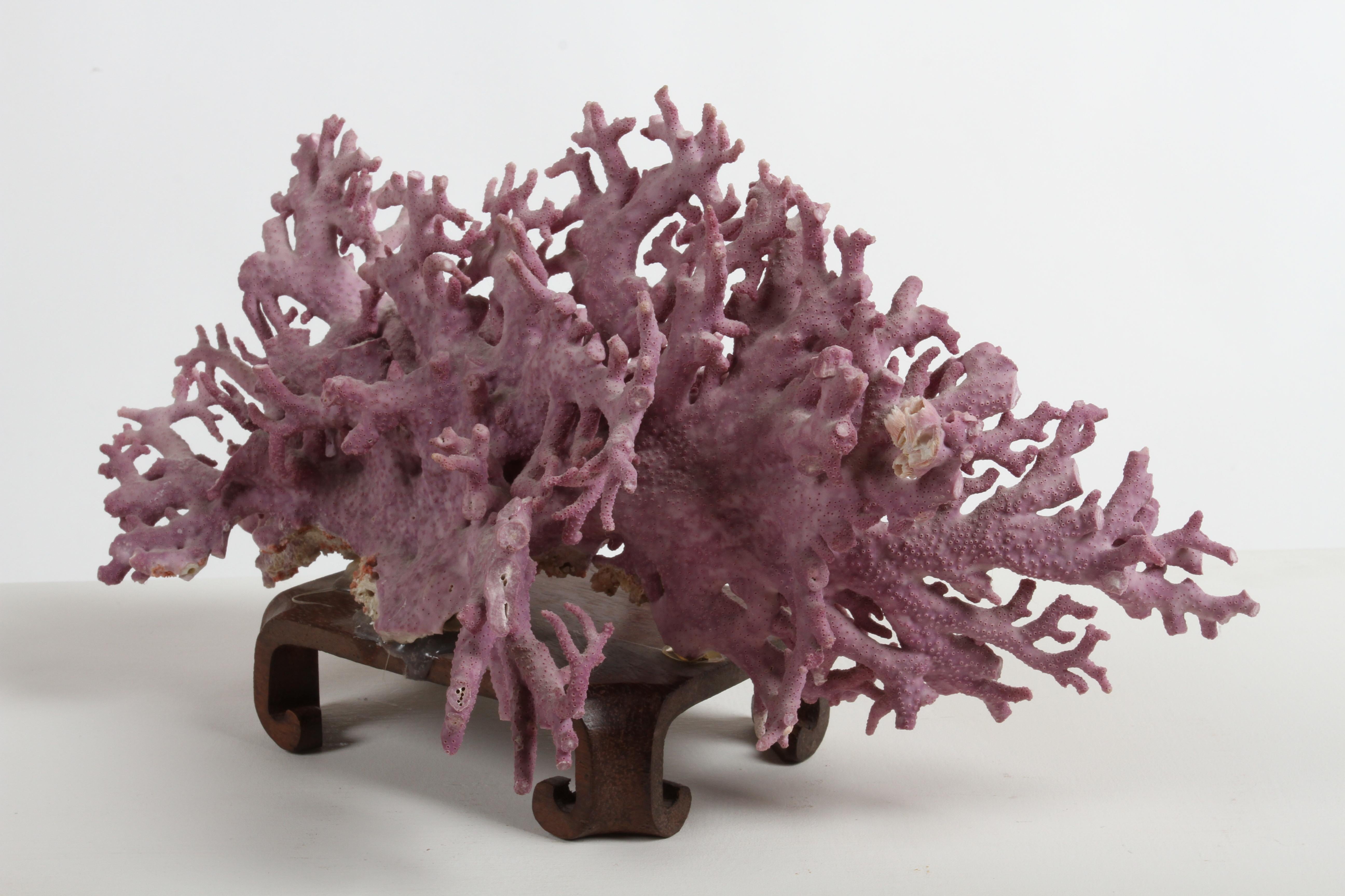 Rare California Purple Coral Specimen Allopora Californica on Asian Wood Stand In Good Condition For Sale In St. Louis, MO