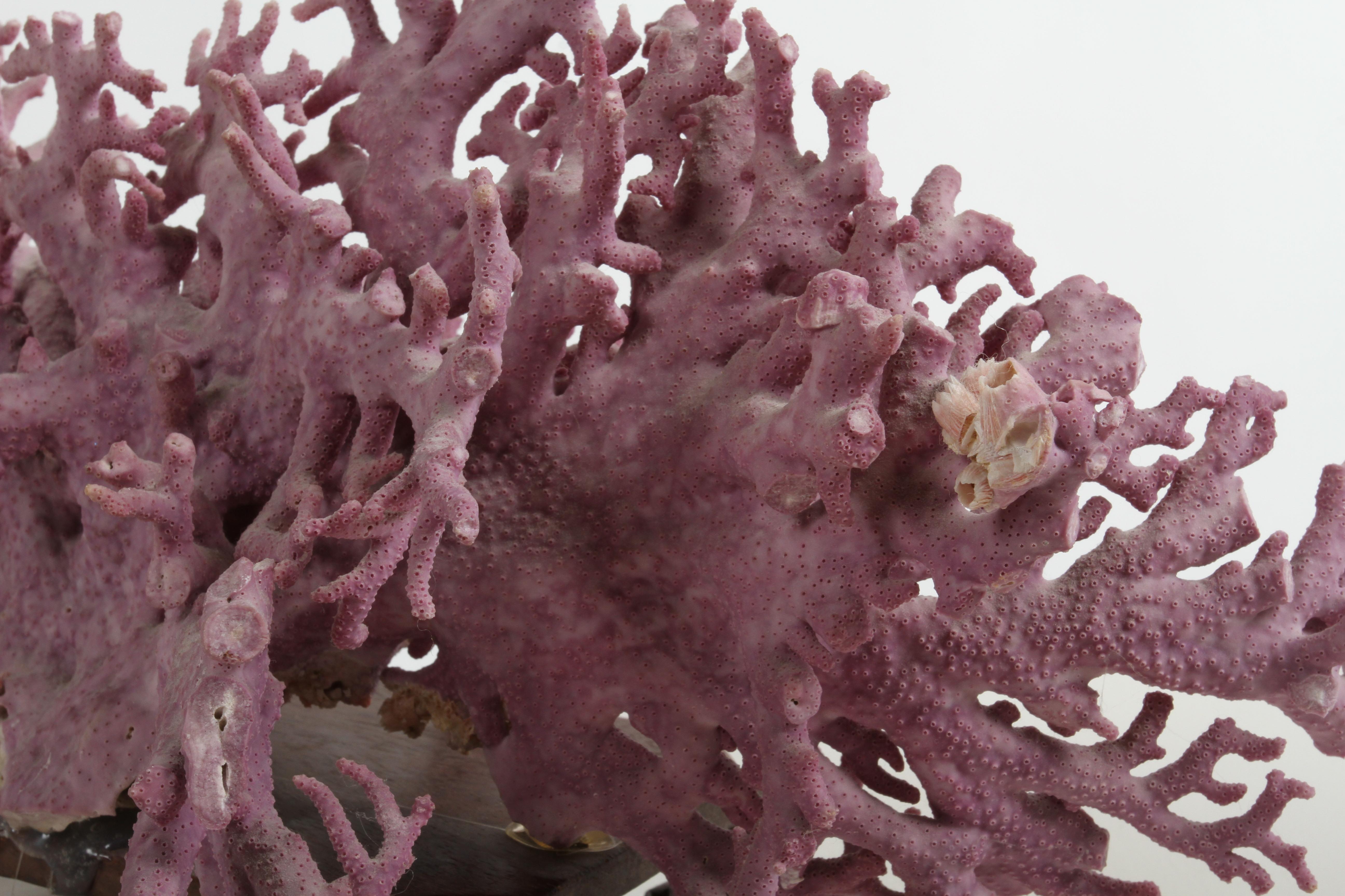 Mid-20th Century Rare California Purple Coral Specimen Allopora Californica on Asian Wood Stand For Sale