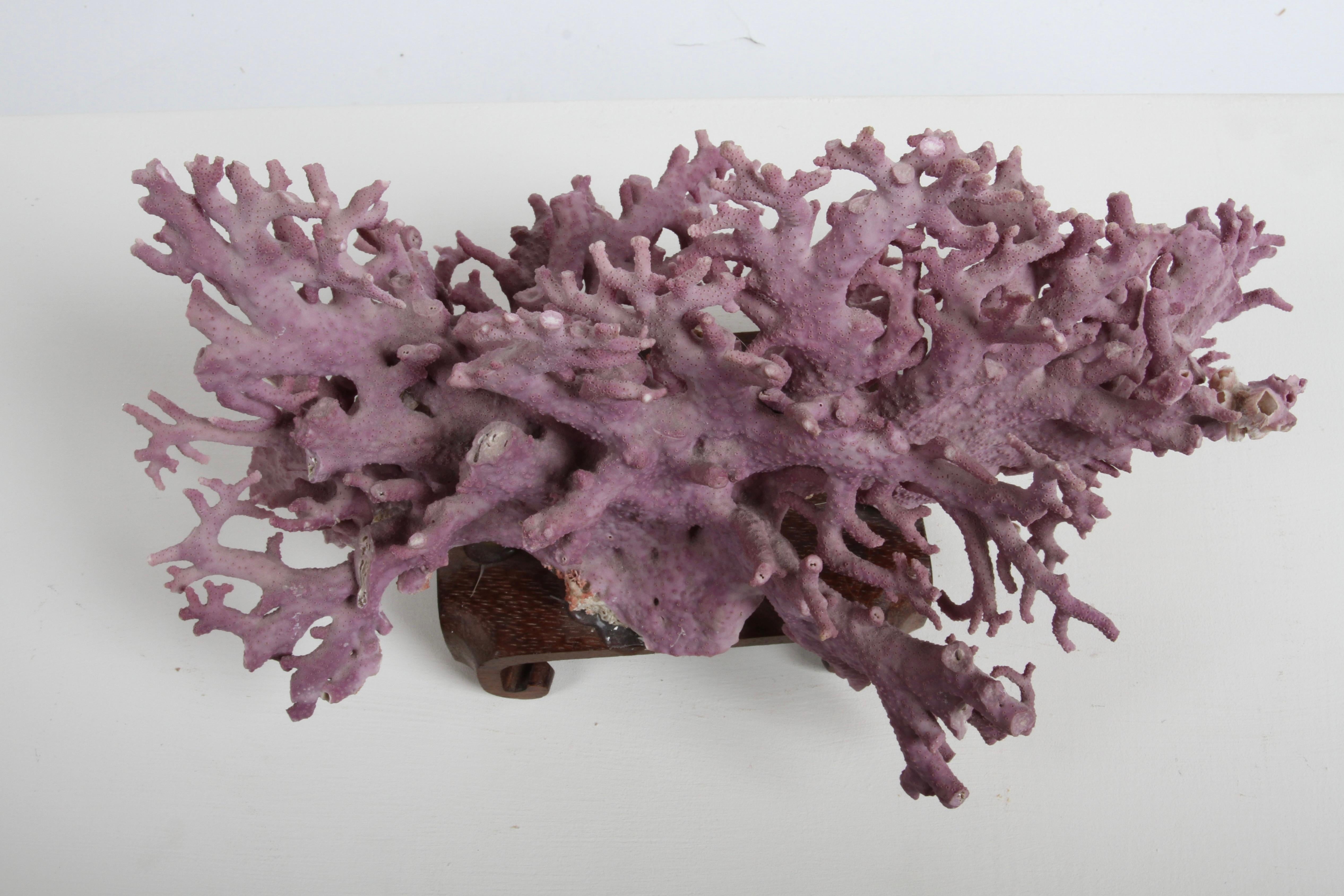 Rare California Purple Coral Specimen Allopora Californica on Asian Wood Stand For Sale 2