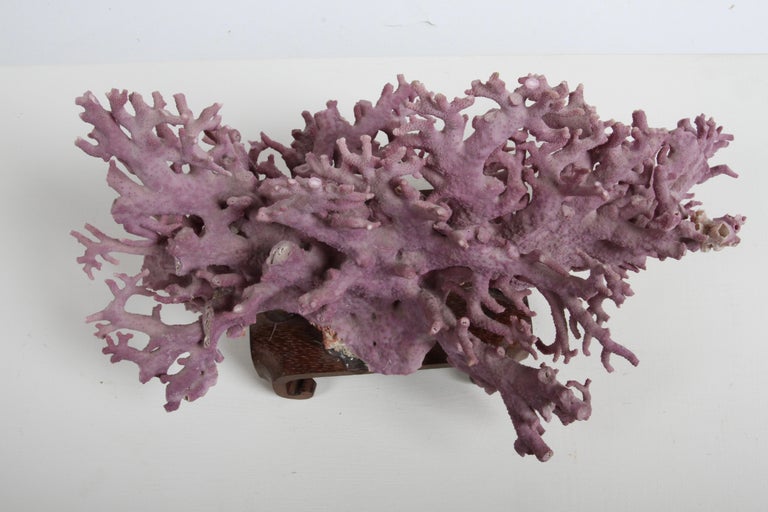 Rare California Purple Coral Specimen Allopora Californica on Asian Wood Stand For Sale 3