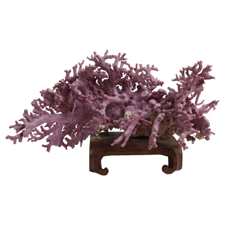 Rare California Purple Coral Specimen Allopora Californica on Asian Wood Stand For Sale