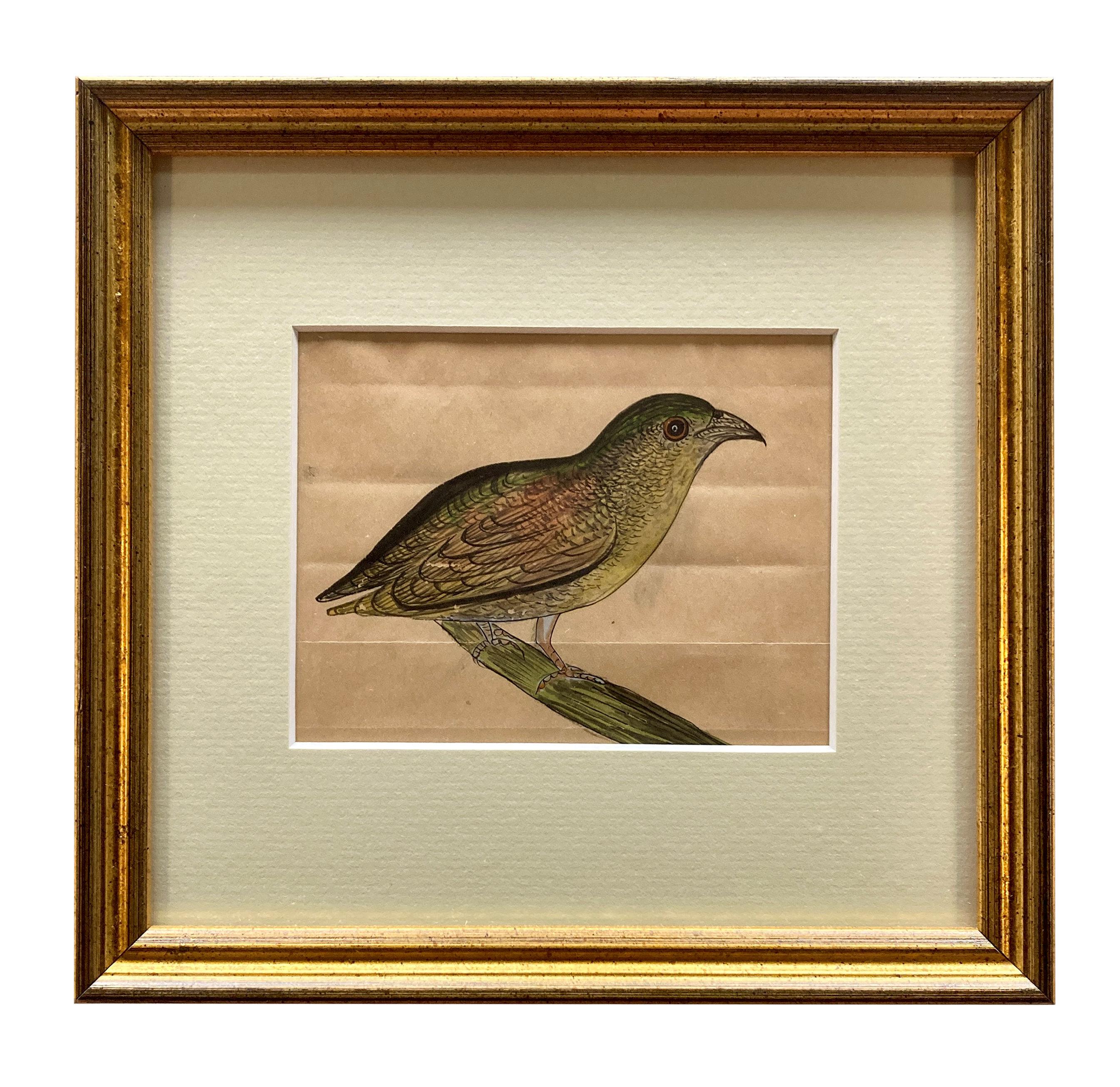 Rare Collection de onze aquarelles du début du 19e siècle représentant des oiseaux indiens en vente 4