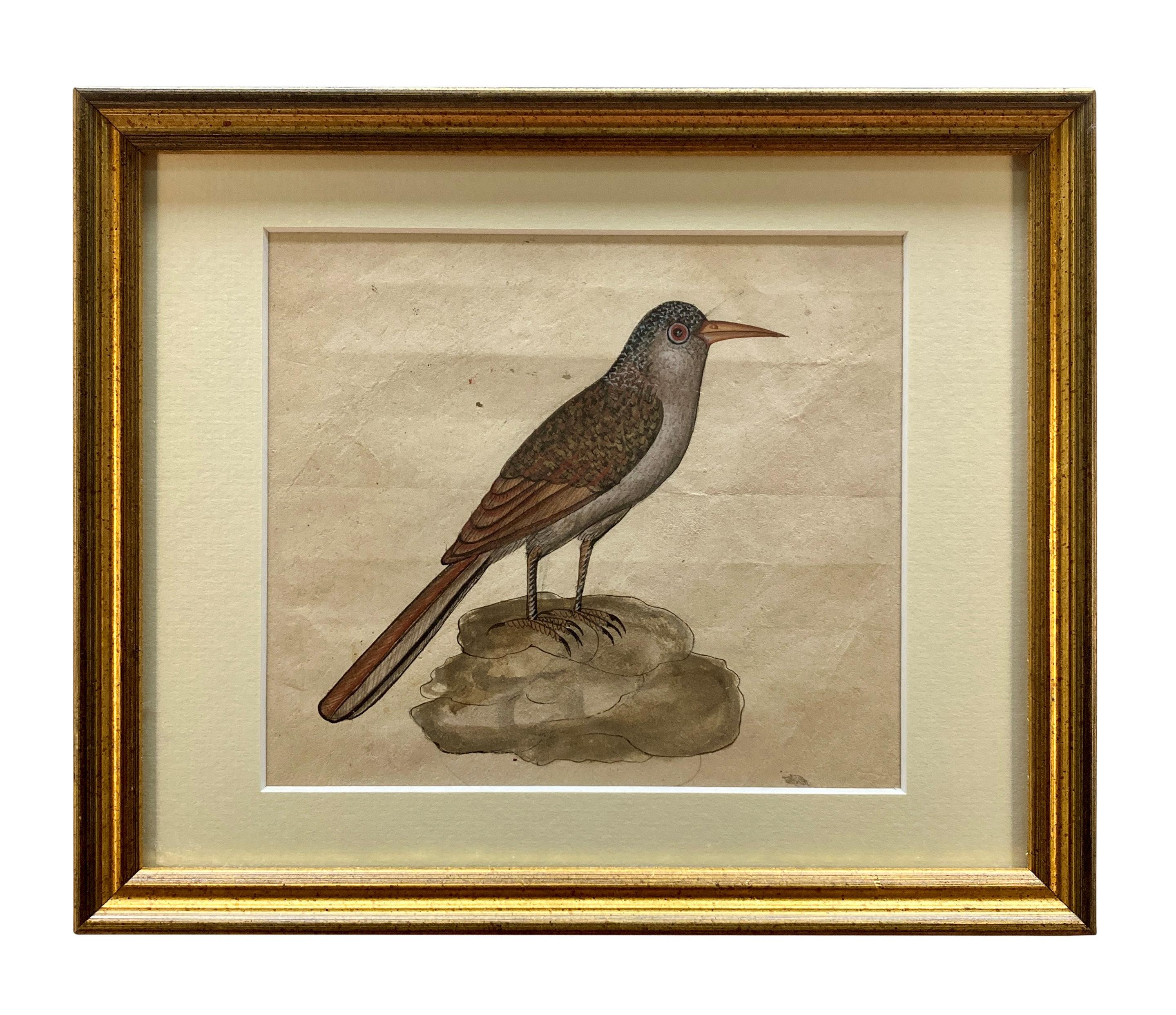 Rare Collection de onze aquarelles du début du 19e siècle représentant des oiseaux indiens en vente 5