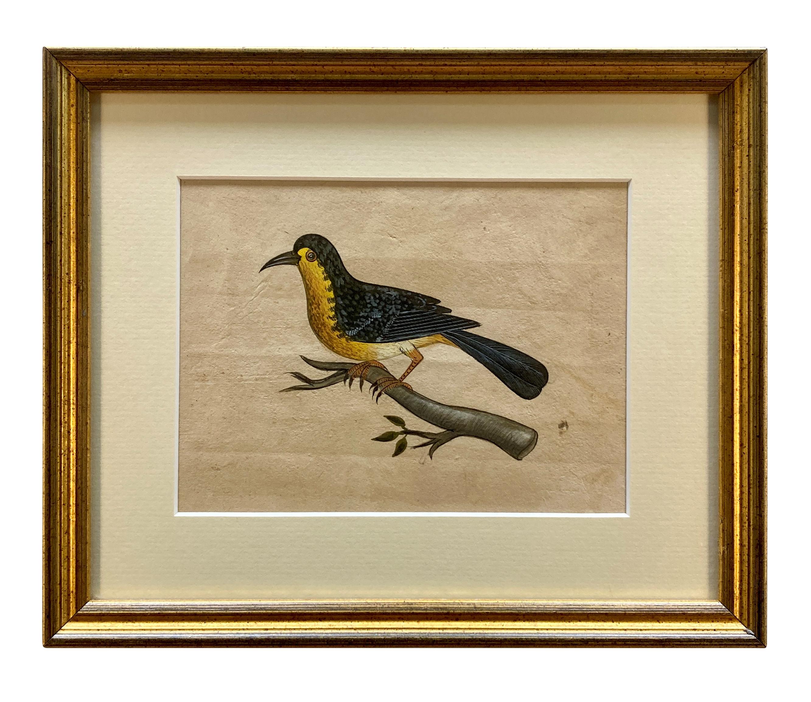 Rare Collection de onze aquarelles du début du 19e siècle représentant des oiseaux indiens en vente 6