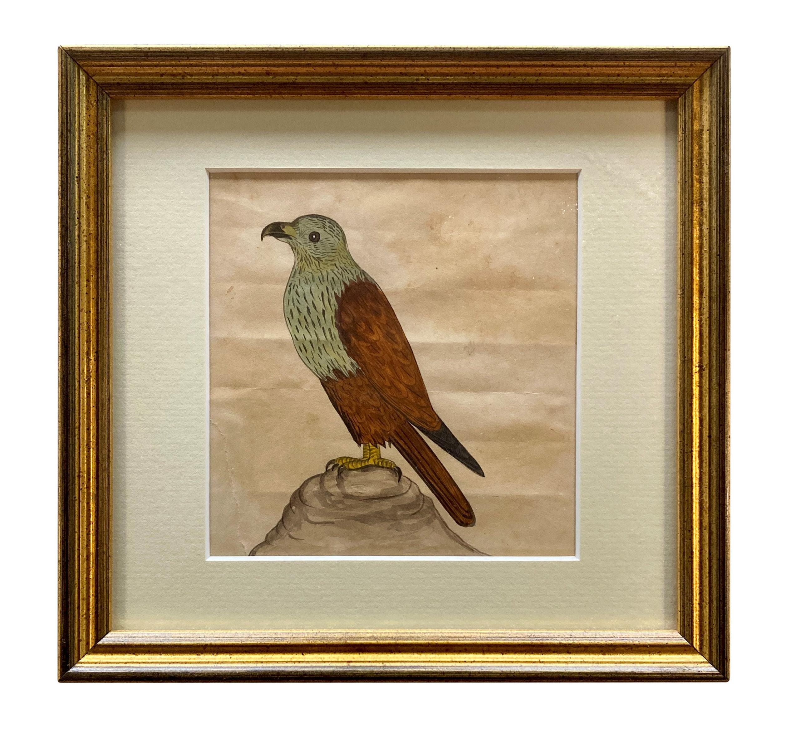 Une charmante collection de onze aquarelles à l'encre et à l'eau encadrées représentant des oiseaux indiens sur papier rose. Avant d'être encadrées, elles ont été signées au crayon vers 1815 par un soldat de l'armée britannique.

Dimensions : 29cm