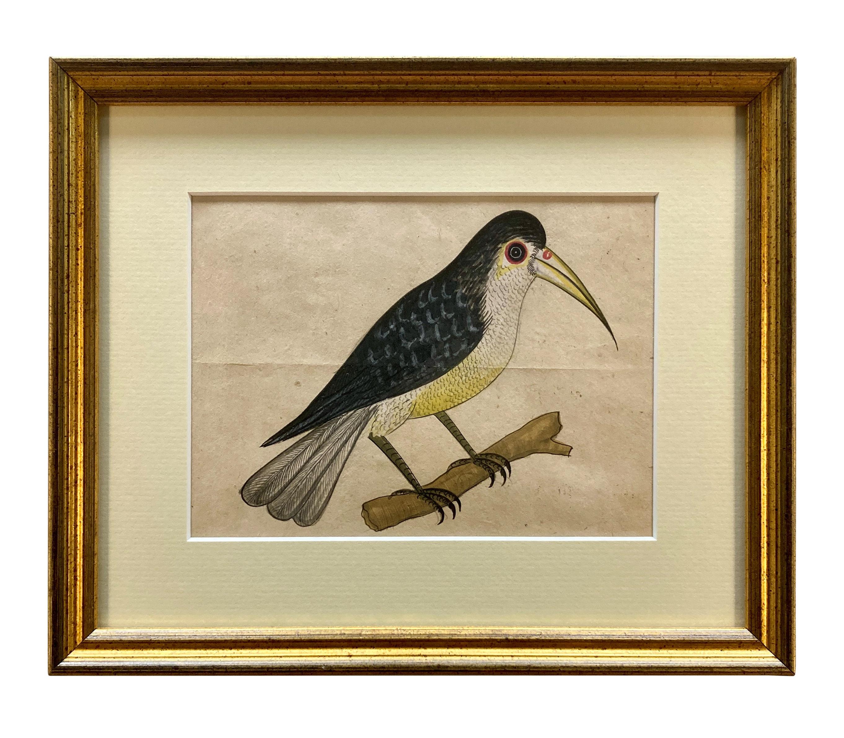 Indien Rare Collection de onze aquarelles du début du 19e siècle représentant des oiseaux indiens en vente