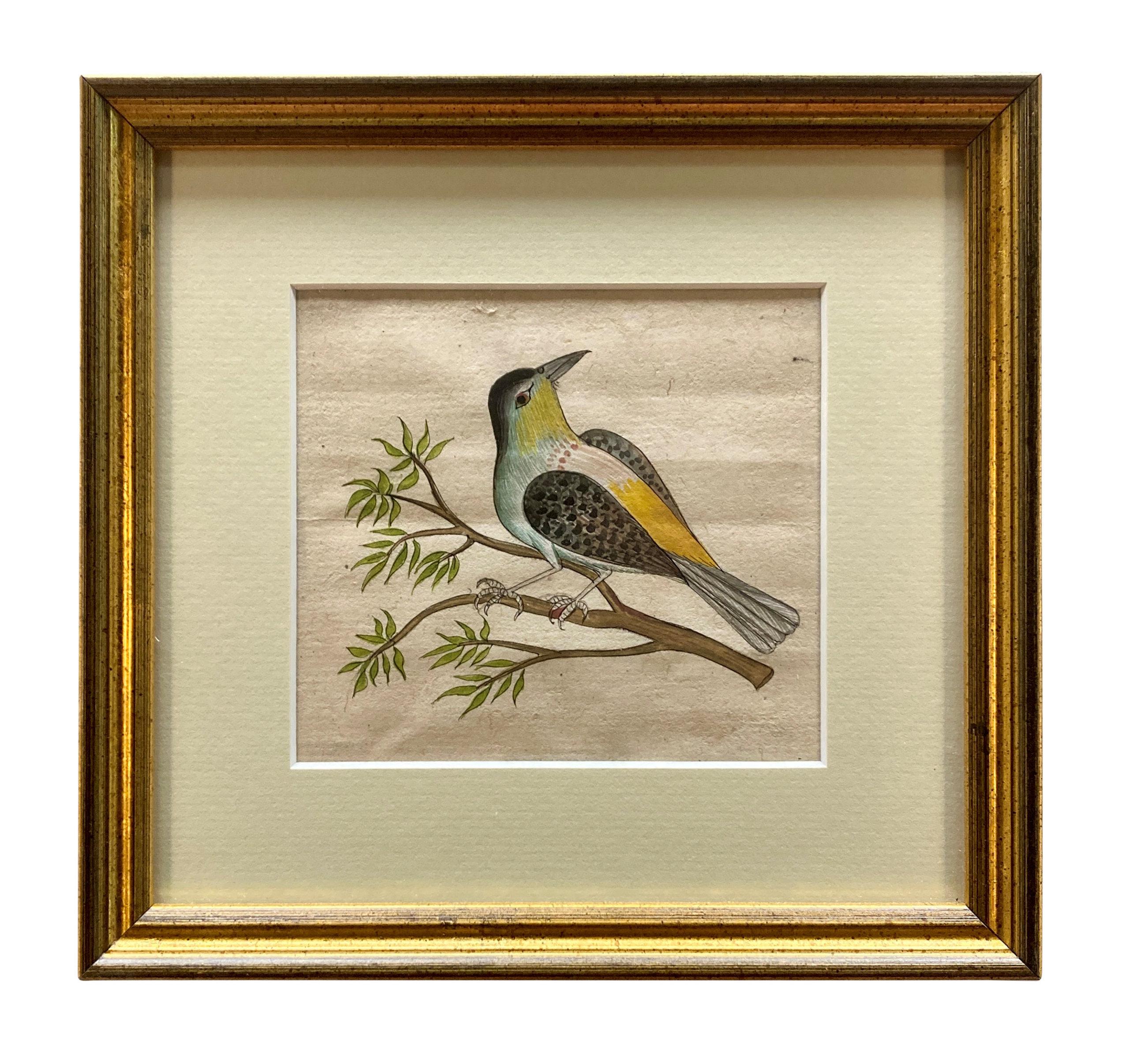 Rare Collection de onze aquarelles du début du 19e siècle représentant des oiseaux indiens Bon état - En vente à Kent, Dover