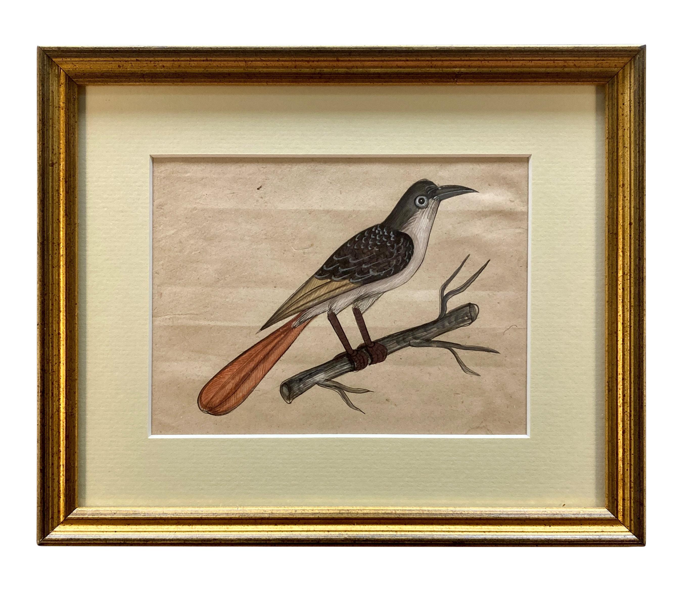 Rare Collection de onze aquarelles du début du 19e siècle représentant des oiseaux indiens en vente 2